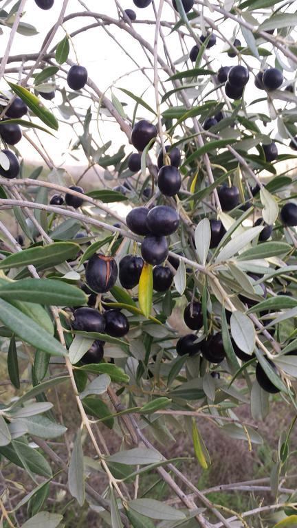 Agriturismo Il Poggiarello Siena Esterno foto