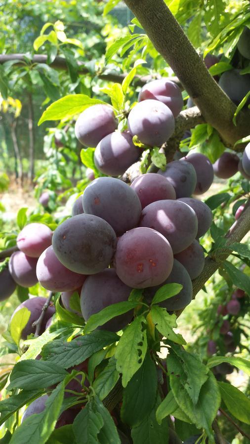 Agriturismo Il Poggiarello Siena Esterno foto